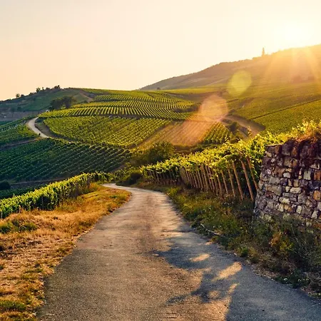 Zur Goldenen Traube * Rüdesheim am Rhein