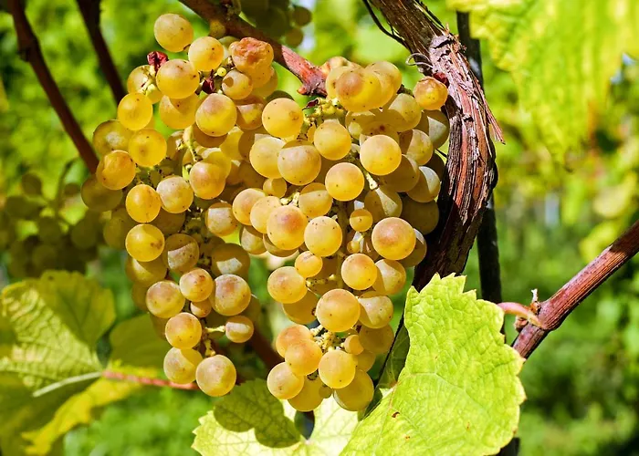 Appartement Zur Goldenen Traube *