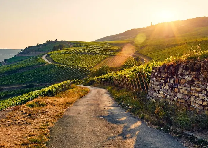 Zur Goldenen Traube * Rüdesheim am Rhein